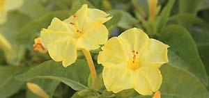 黄色いオシロイバナの花